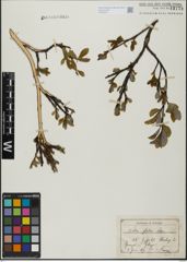 Foto von Salix glabra Scop.